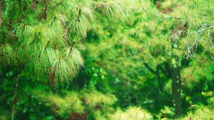 细雨落在松树上