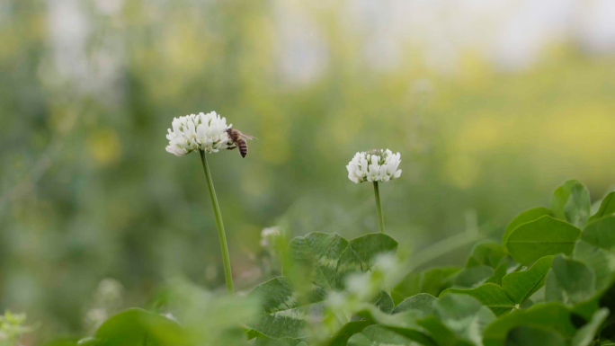 蜜蜂采蜜油菜花田春分田园自然风光