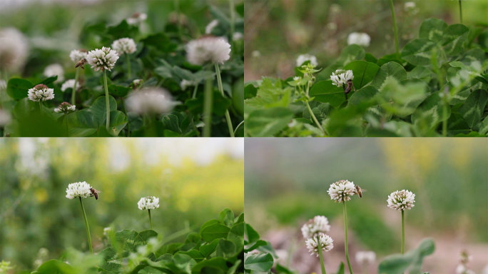 蜜蜂采蜜油菜花田春分田园自然风光