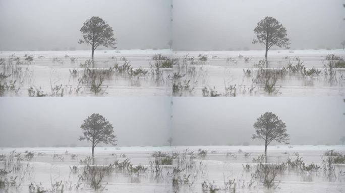 树木湖面孤独云雾冬季自然风光