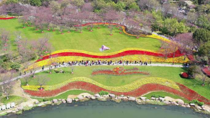 4K瓜渚湖樱花林郁金香展航拍