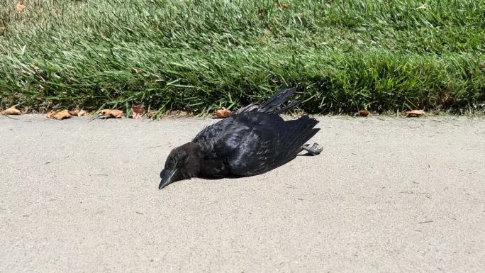 普通的渡鸦鸟躺在阳光下的沥青地上，没有生命。特写镜头