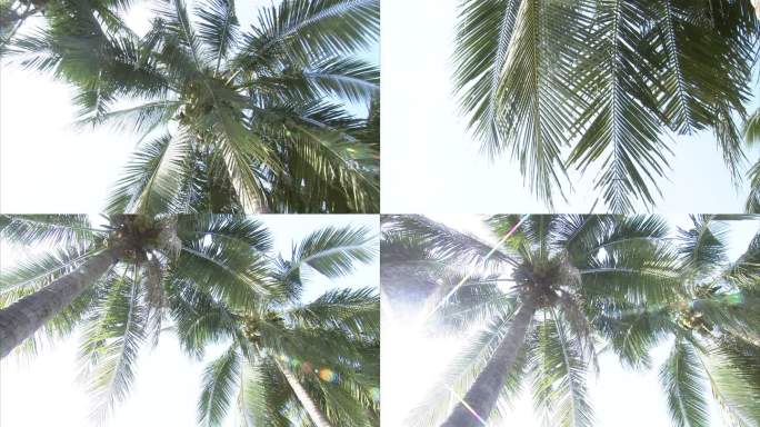热带果树 椰子树 树干 椰子果实 外观