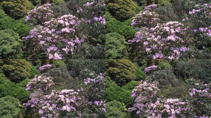 梧桐山杜鹃花