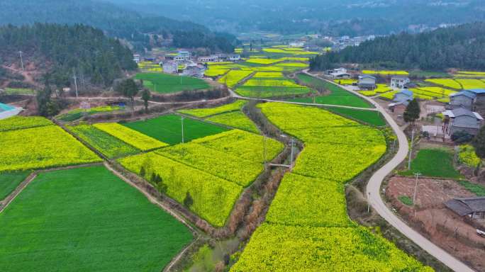 5k乡村油菜花航拍合集