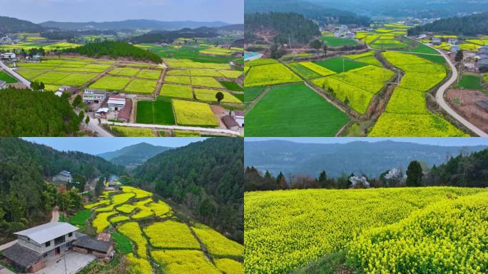 5k乡村油菜花航拍合集