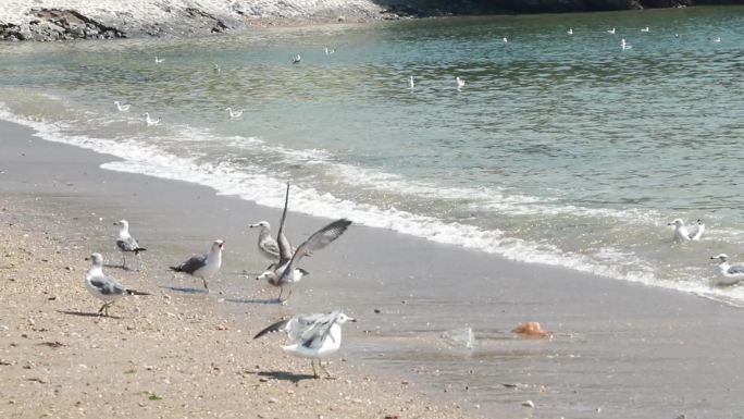 海滩边上的海面  海鸥围绕帆船盘旋