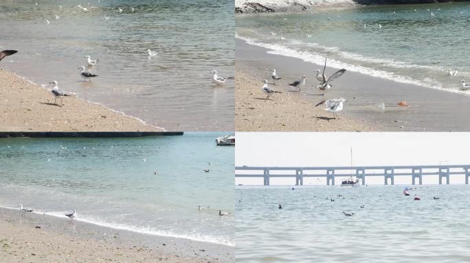 海滩边上的海面  海鸥围绕帆船盘旋