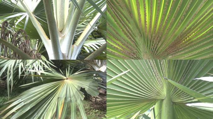 热带植物 棕树 红拉坦棕 叶片 片背种子