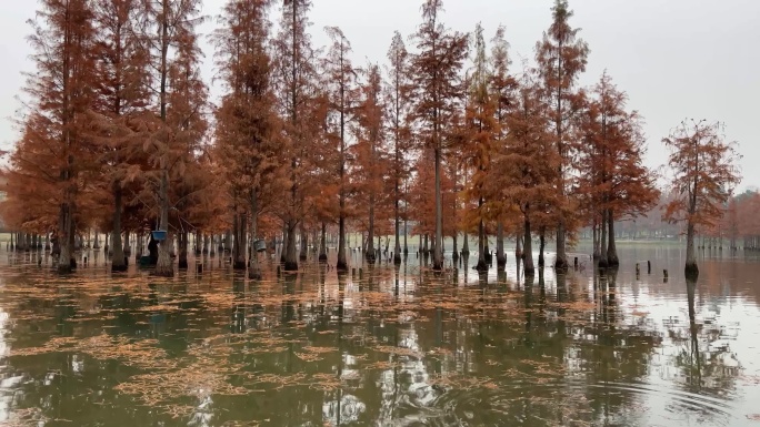 白鹭湾边环拍