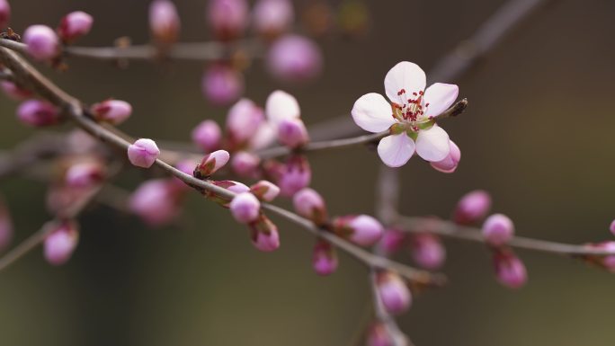 山桃花 花朵