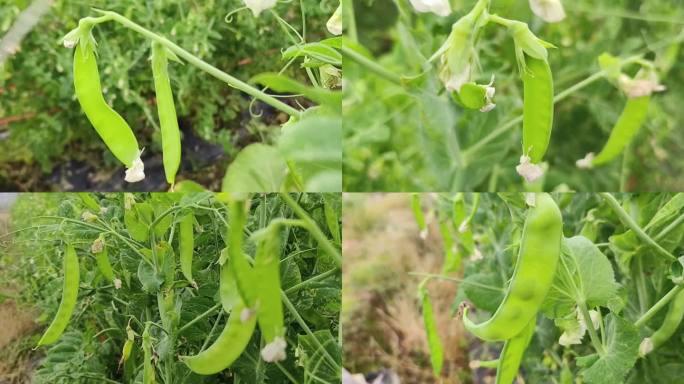 豆苗豌豆植物 豌豆特写 蔬菜菜园 菜园子