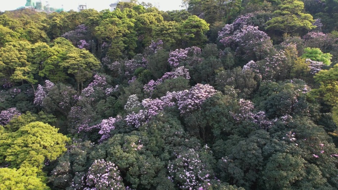 杜鹃花 杜鹃花海