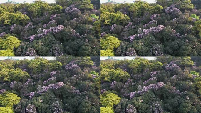 杜鹃花 杜鹃花海