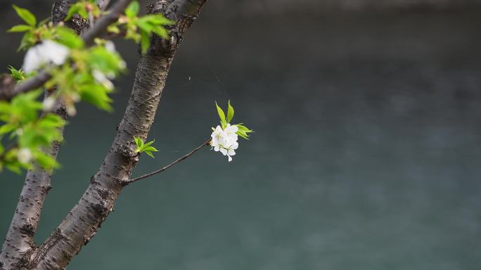 樱花绽放