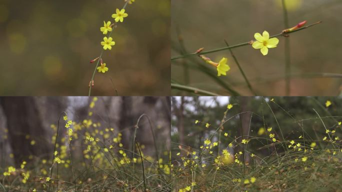 黄色迎春花