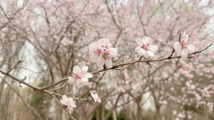 春天桃花树