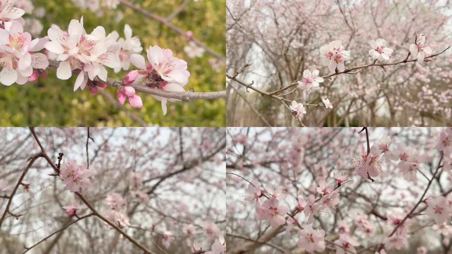 春天桃花树