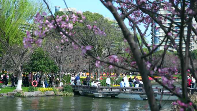 4K瓜渚湖踏青赏樱花郁金香的人们