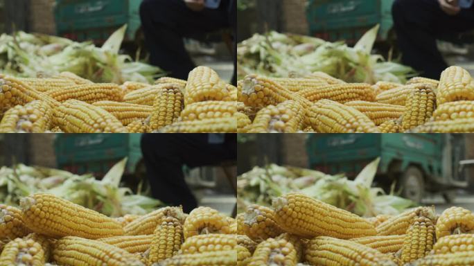 玉米粮食农业