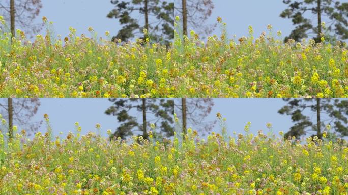 春天莫奈花园彩色油菜花蝴蝶蜜蜂采蜜农业