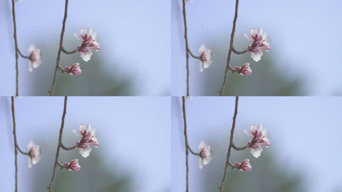 桃花特写