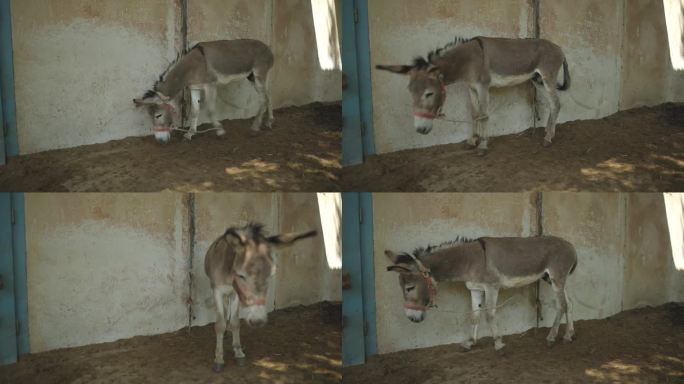 驴拴在谷仓的墙上