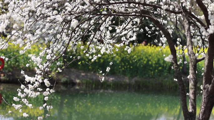 【原创8镜】春风吹动湖边盛开的李花李子花