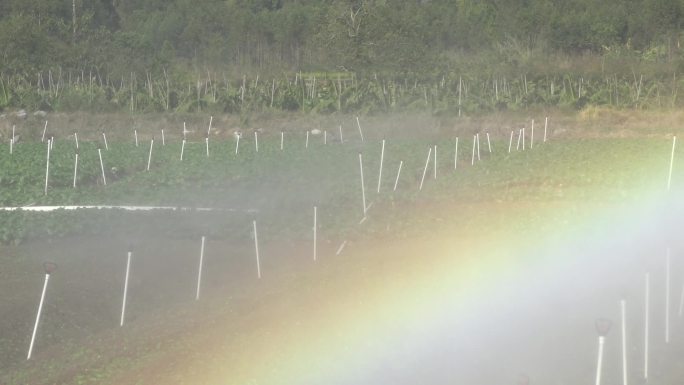 白菜特写镜头，白菜种植基地及白菜干多组