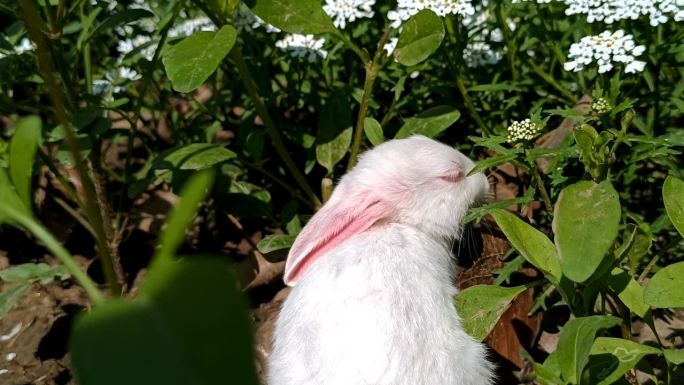 白色的小兔子正在吃天然植物