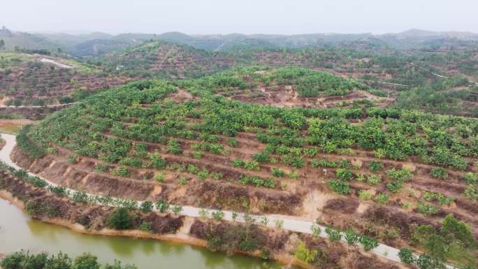 广东化州万亩化橘红种植基地航拍