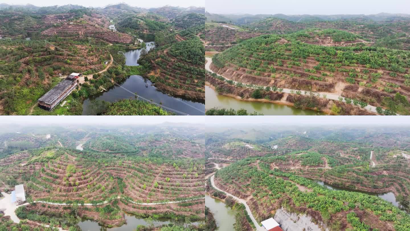 广东化州万亩化橘红种植基地航拍