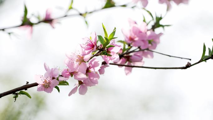 桃花春天开花