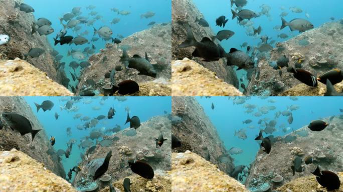 一群鱼游在上面有小珊瑚的大岩石旁边。