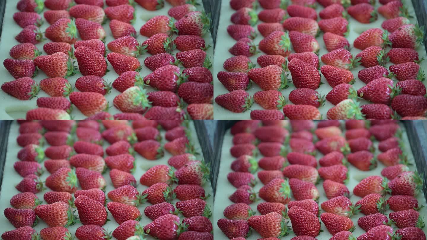 草莓流水线分拣包装
