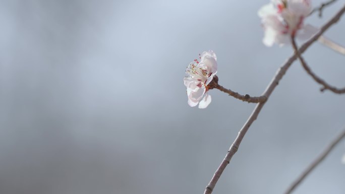 一支桃花