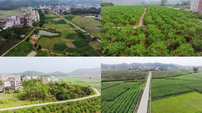 广东粤西乡村农村柠檬玉米种植基地