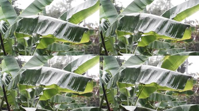 雨后芭蕉叶上的露珠