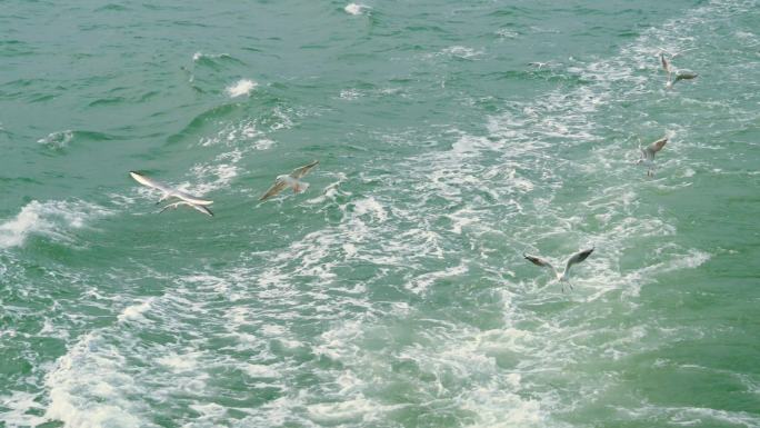 海鸥 海鸟群 捕鱼画面 升格慢动作 4k