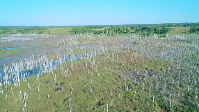 空中拍摄的沼泽被淹没的白桦林，水面上的蓝天反射
