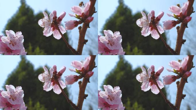 春天阳光唯美小清新花花开花桃花立春桃花