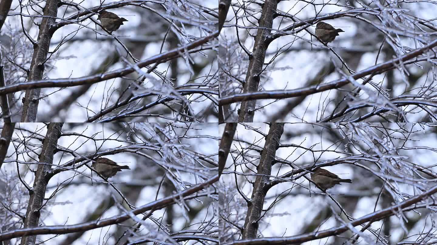 冬天站在树枝上的红腹灰雀。4k 120 FPS慢动作原始视频