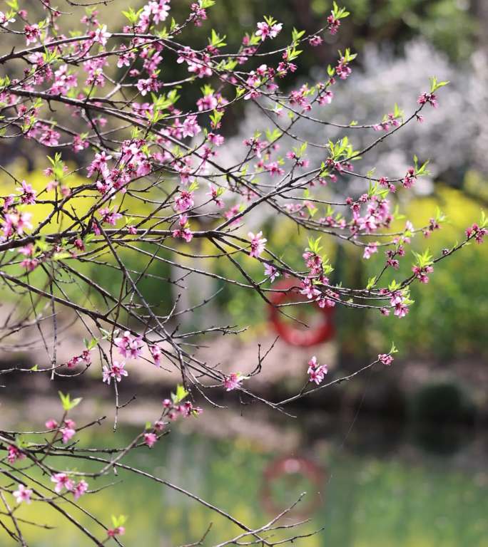 春天湖边盛开的桃花
