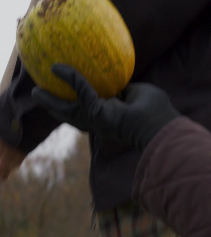 秋天的赏金。一位农民因丰收而自豪，饱经风霜的手里拿着一个成熟的大南瓜
