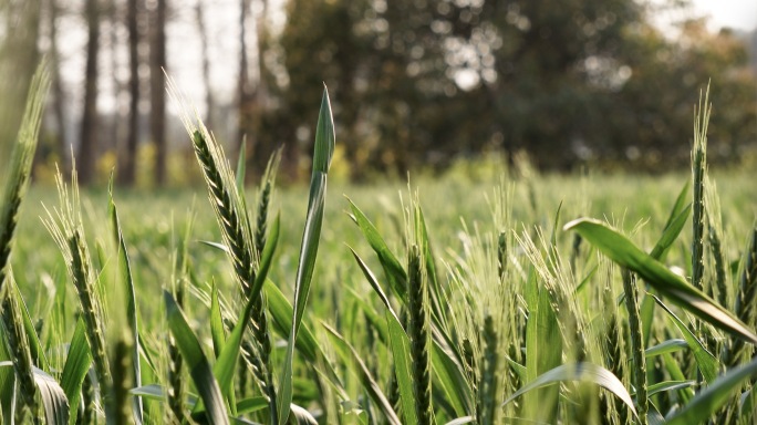 小麦麦穗麦田大自然农业丰收农作物小麦成长