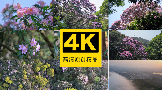 梧桐山杜鹃花4K合集