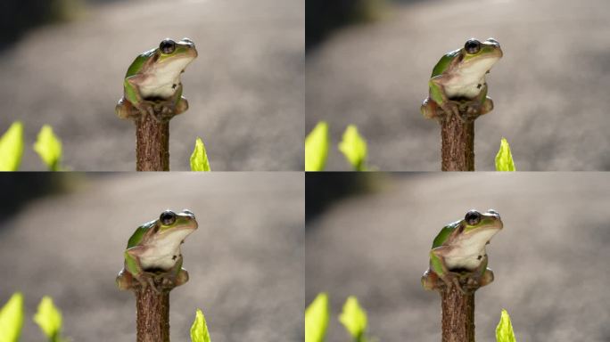 一只树蛙坐在树枝上的4K视频。