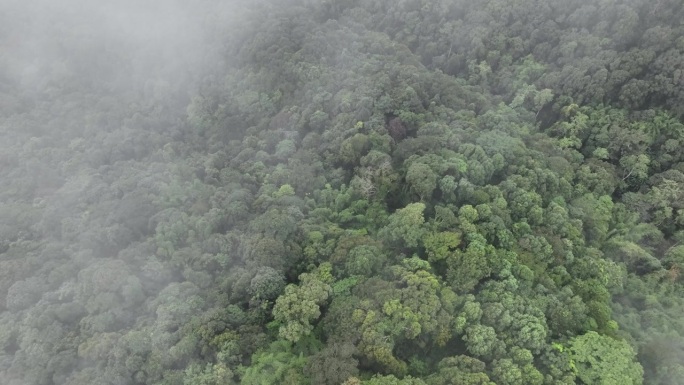 热带雨林可以增加空气湿度，通过光合作用从大气中吸收二氧化碳，并将碳储存在树干、树枝中。