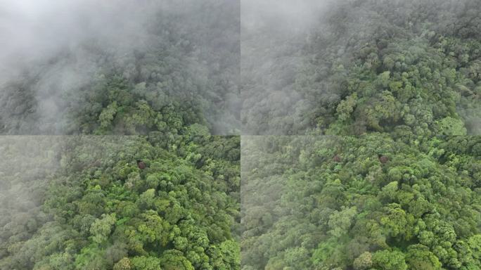 热带雨林可以增加空气湿度，通过光合作用从大气中吸收二氧化碳，并将碳储存在树干、树枝中。