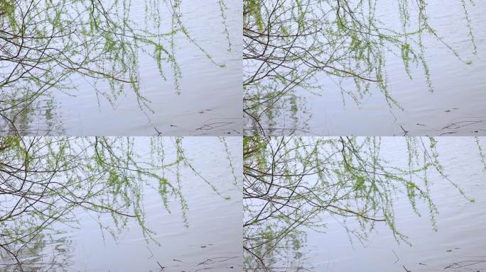 春季湖水垂柳
